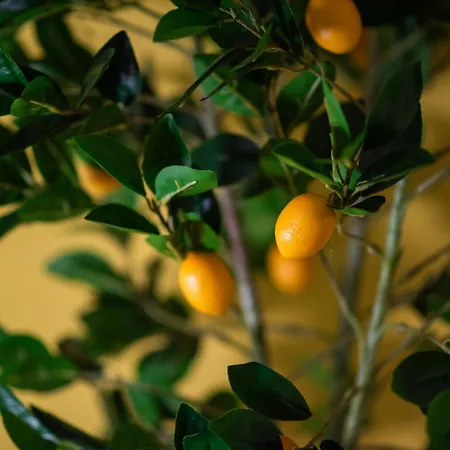 Penzion Terra D'agrumi 4*